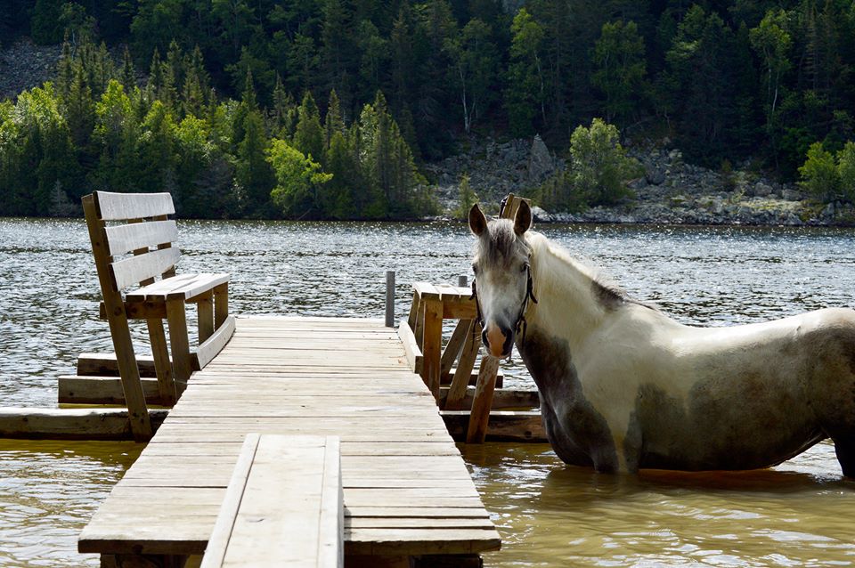 Un cheval en forme pour l't