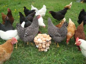 Volailles, poules, canards