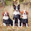 Manteau Imperméable  doublé Back On Track pour Chiens