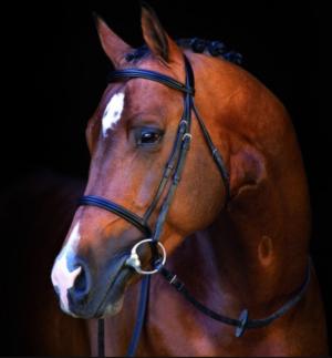 Bridon Mio noir de Horseware en taille cheval (promo)