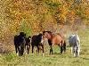 Pack Hiver pour chevaux