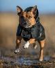 Manteau Imperméable thérapeutique Back On Track pour Chiens