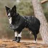 Manteau Imperméable  doublé Back On Track pour Chiens