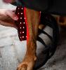 Guêtre LED pour chiens de Horseware