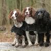 Chemise Polaire Suprême thérapeutique Back On Track pour Chiens