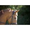 Protège nuque Velcro thérapeutique pour cheval de Back On Track